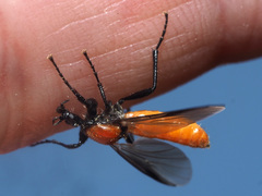 Bibio hortulanus