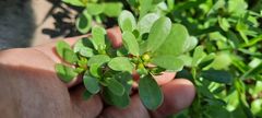 Portulaca oleracea