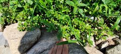 Portulaca oleracea