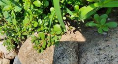 Portulaca oleracea