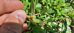 Portulaca oleracea