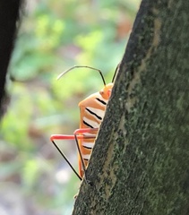 Galaesus melanocnemis