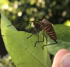 Galaesus melanocnemis