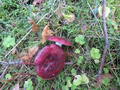 Russula badia