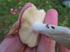 Russula badia
