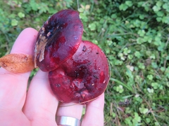 Russula badia