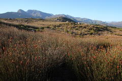 Ceratocaryum decipiens