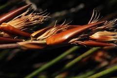 Ceratocaryum decipiens