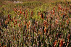 Ceratocaryum decipiens