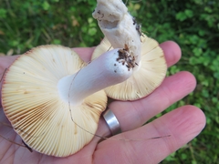 Russula badia