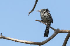 Campylorhynchus nuchalis