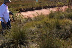 Serruria deluvialis