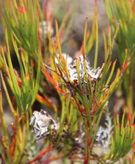 Serruria deluvialis