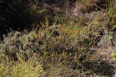 Serruria deluvialis