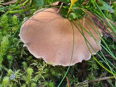 Cystoderma jasonis