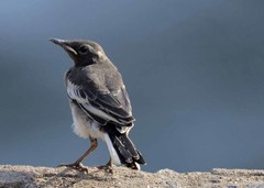 Motacilla maderaspatensis