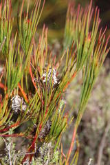 Serruria deluvialis