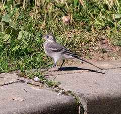 Motacilla alba