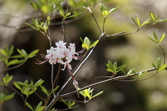 Rhododendron periclymenoides