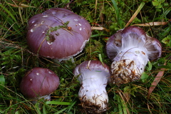 Cortinarius cumatilis