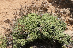 Limonium minutum