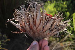 Protea lorea