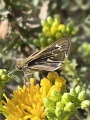 Panoquina errans