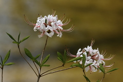 Rhododendron periclymenoides