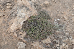 Limonium minutum