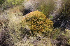 Serruria inconspicua