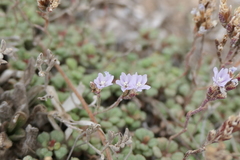 Limonium minutum