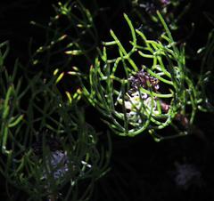 Serruria inconspicua