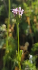 Plectritis ciliosa