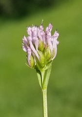 Plectritis ciliosa