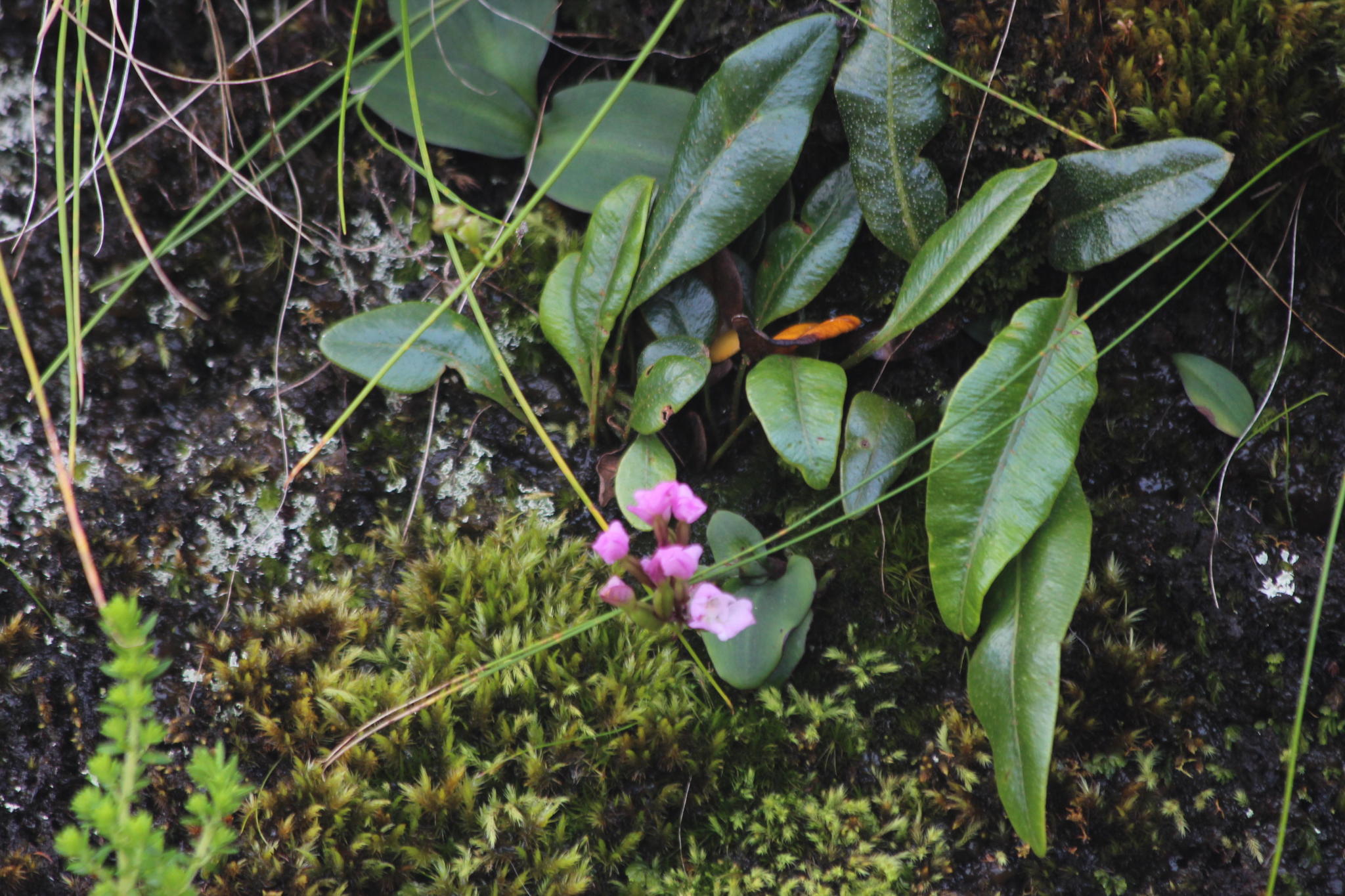 Elaphoglossum conforme