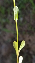 Plectritis ciliosa