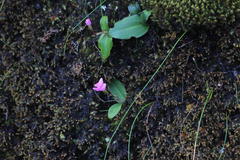 Elaphoglossum conforme