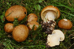 Calonarius elegantior