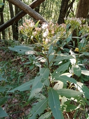 Senecio ovatus alpestris