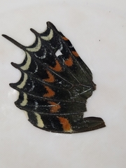 Heraclides androgeus epidaurus