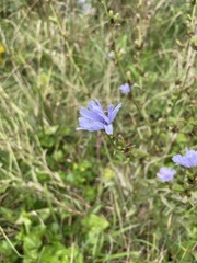 Cichorium intybus