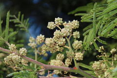 Dasineura rubiformis