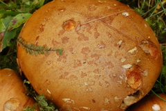 Calonarius elegantior