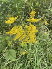 Solidago