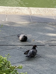 Columba livia domestica