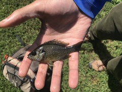 Lepomis macrochirus × cyanellus