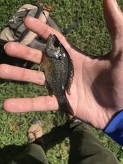 Lepomis macrochirus × cyanellus