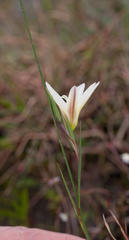 Gladiolus trichonemifolius