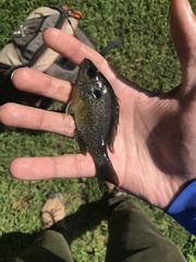 Lepomis macrochirus × cyanellus