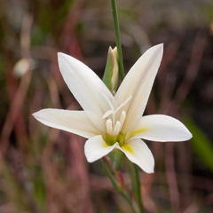 Gladiolus trichonemifolius